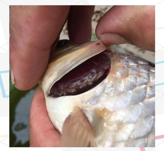 如何治療魚鰓蓋損傷