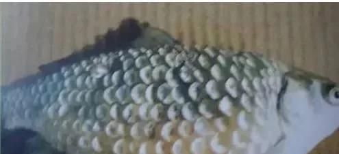 如何治療魚鰓蓋損傷