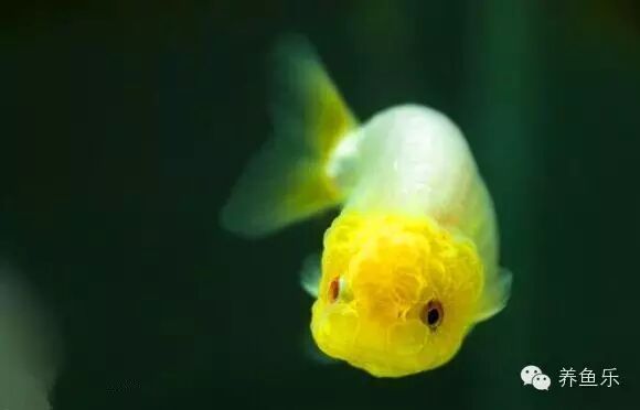 如何治療魚鰓蓋損傷