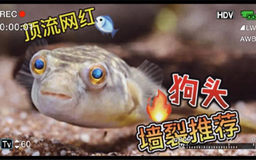 如何辨別狗頭魚的品種？，如何辨別狗頭魚品種