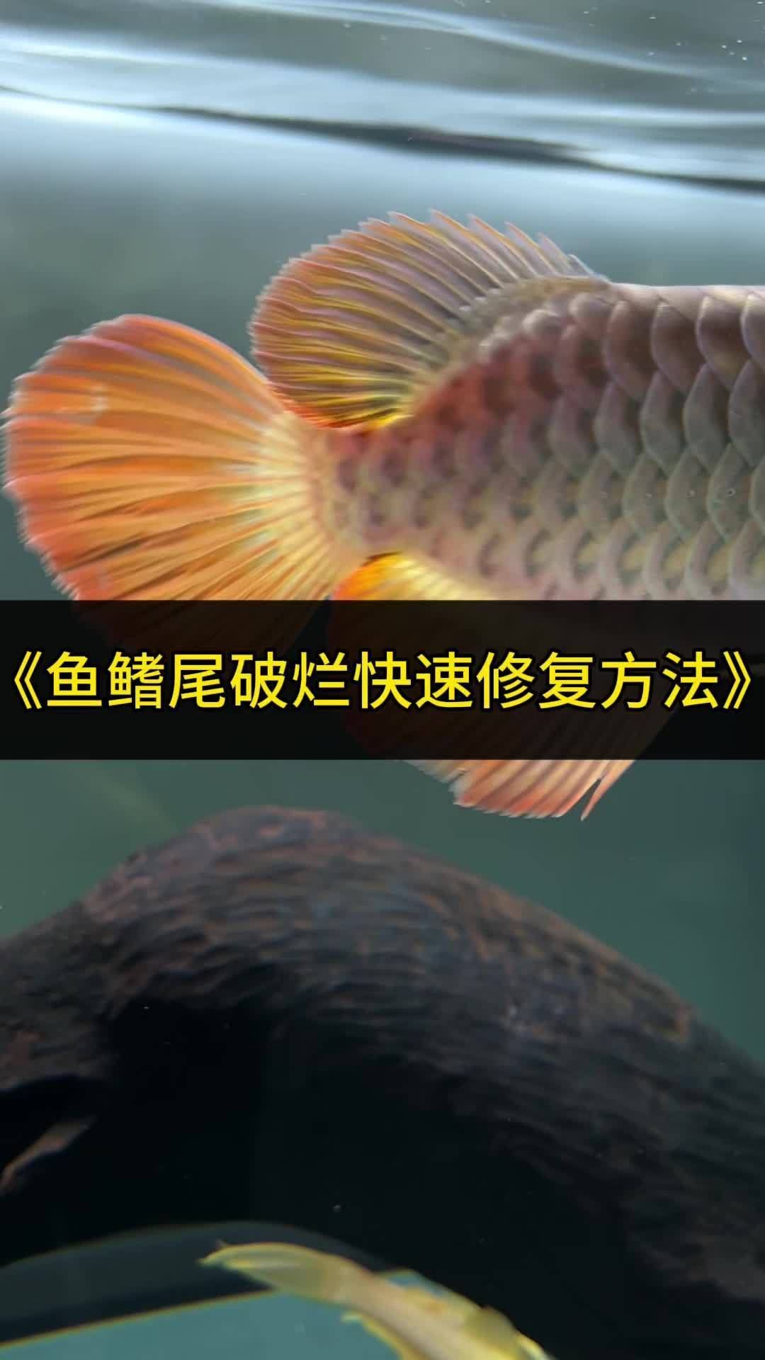 龍魚打架受傷后如何處理，龍魚打架受傷后如何處理龍魚打架受傷后多久會(huì)恢復(fù)