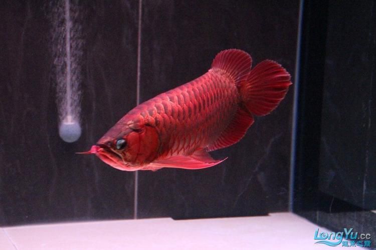 鴻京龍宮紅龍魚有哪些常見品種？