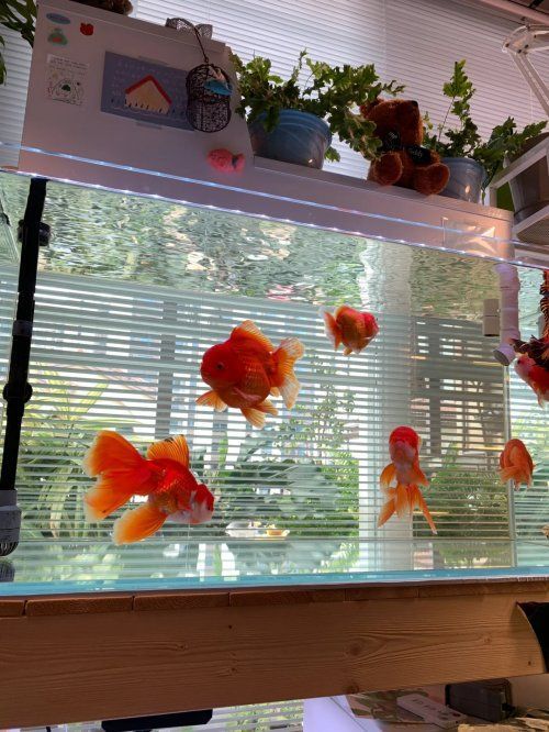 魚(yú)糧的投喂技巧有哪些？