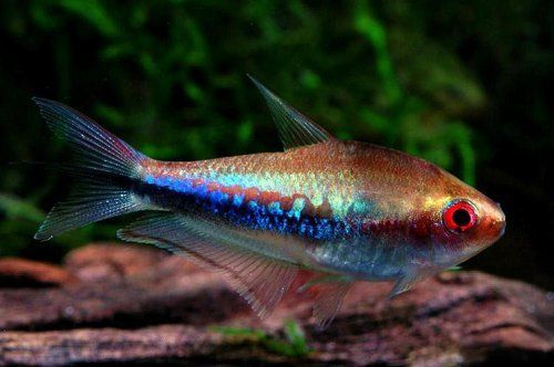 魚(yú)糧的投喂技巧有哪些？