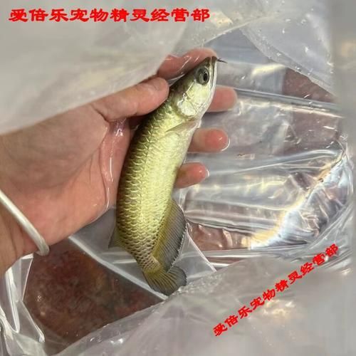 給我推薦幾條20厘米左右的金龍魚品種，20厘米左右的金龍魚品種