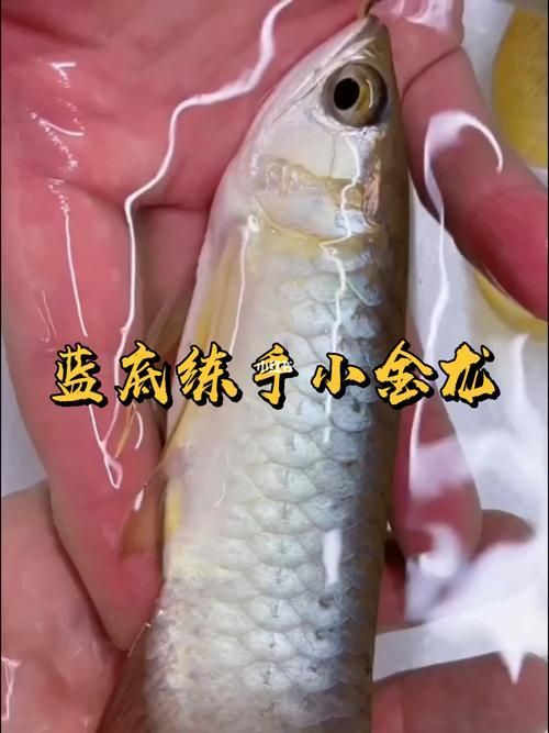 給我推薦幾條20厘米左右的金龍魚品種，20厘米左右的金龍魚品種