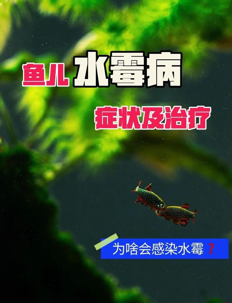 金龍魚水霉病如何治療？
