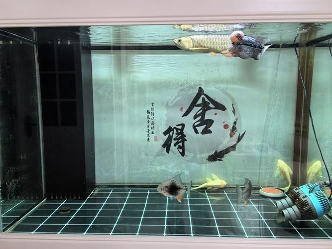 祥龍魚場有實景缸圖片嗎？