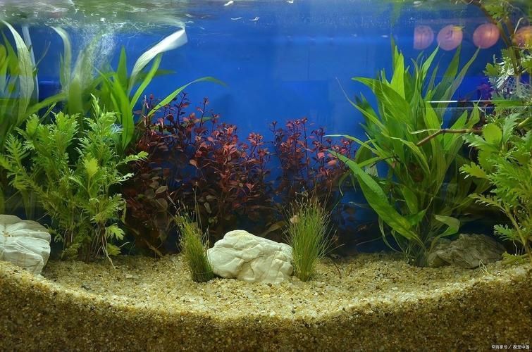 祥龍魚場有實景缸圖片嗎？