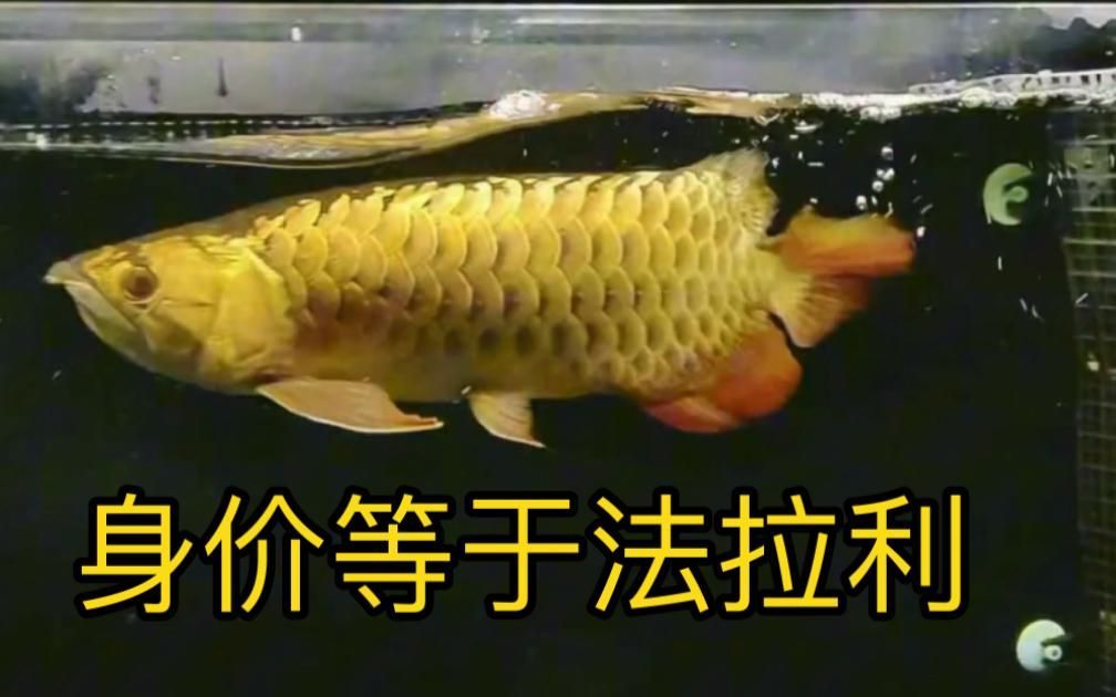 安源龍魚有哪些獨特特征，安源龍魚有哪些獨特特征，