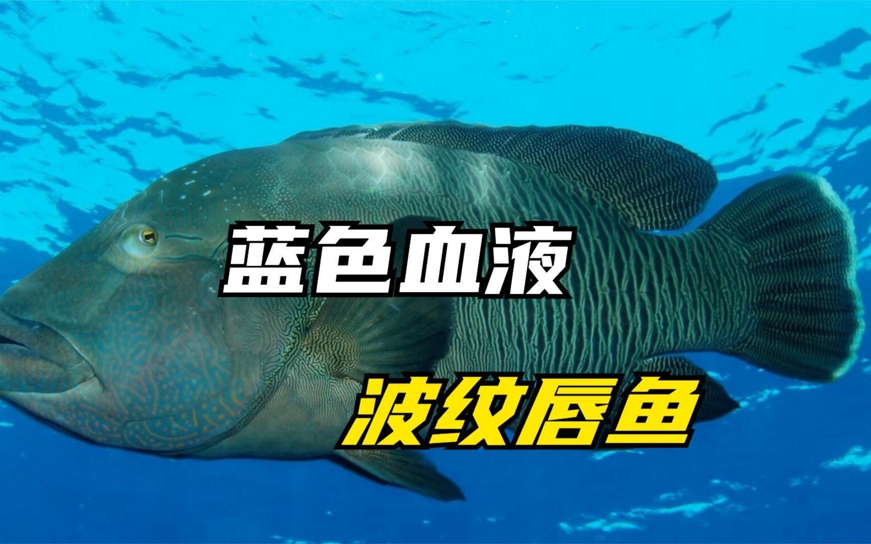 哪些魚的肉質最適合生食，哪些魚最適合生食