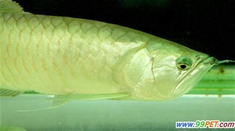 龍魚白膜如何治療，治療龍魚白膜的方法
