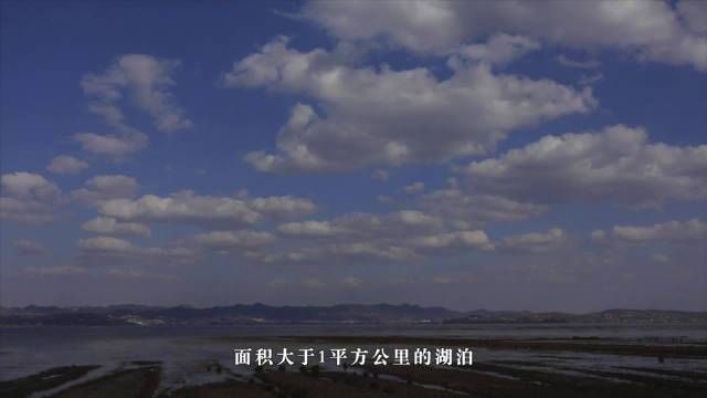 金平龍魚的市場價格，關于金平龍魚的價格問題