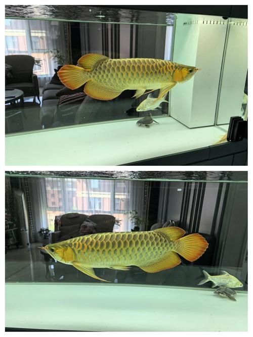 如何選擇適合紅龍的魚缸，紅龍魚缸多久換一次水，有哪些品牌魚缸適合紅龍