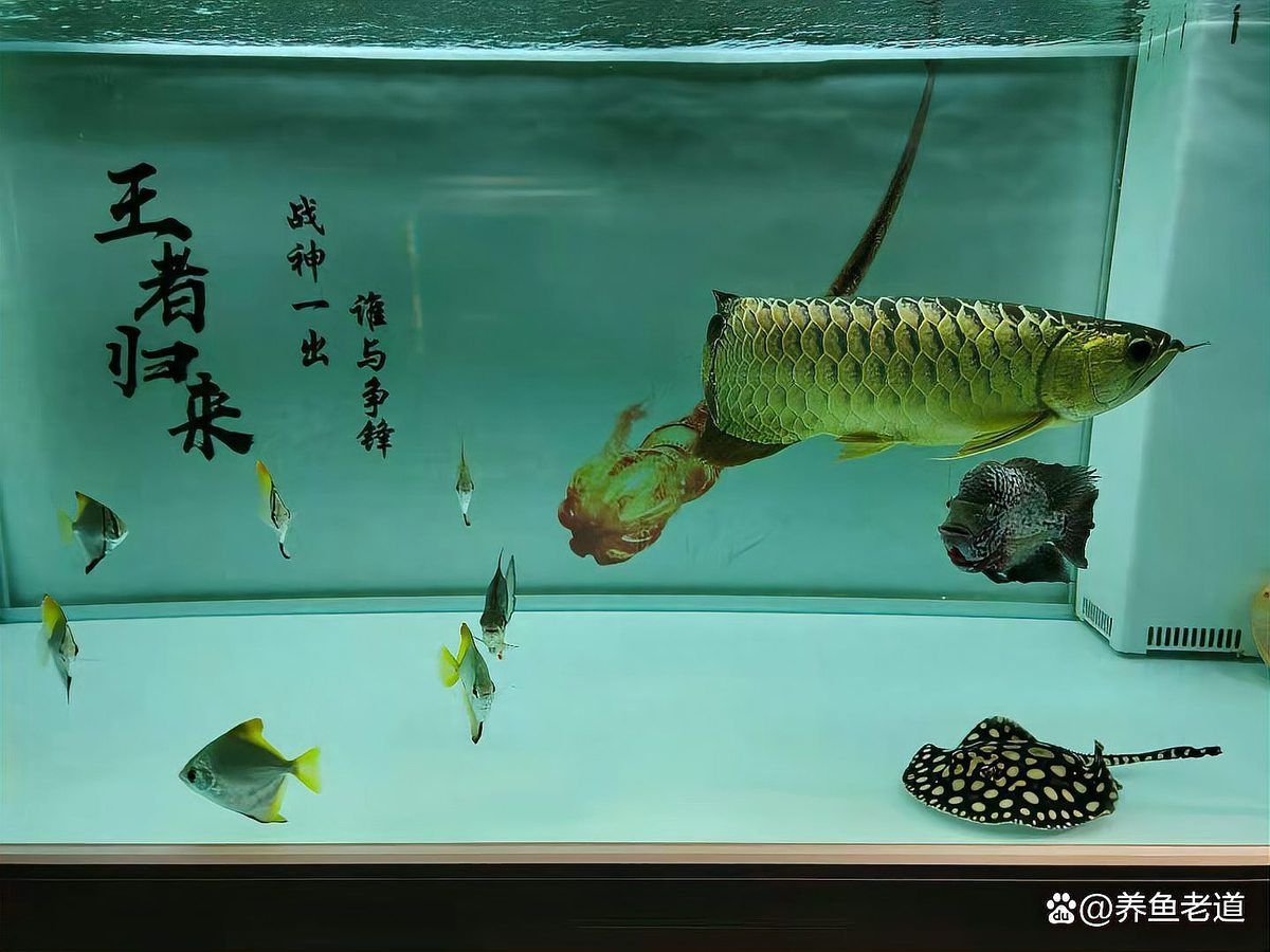 如何預(yù)防龍魚內(nèi)臟受損，如何預(yù)防龍魚腹部內(nèi)臟受損