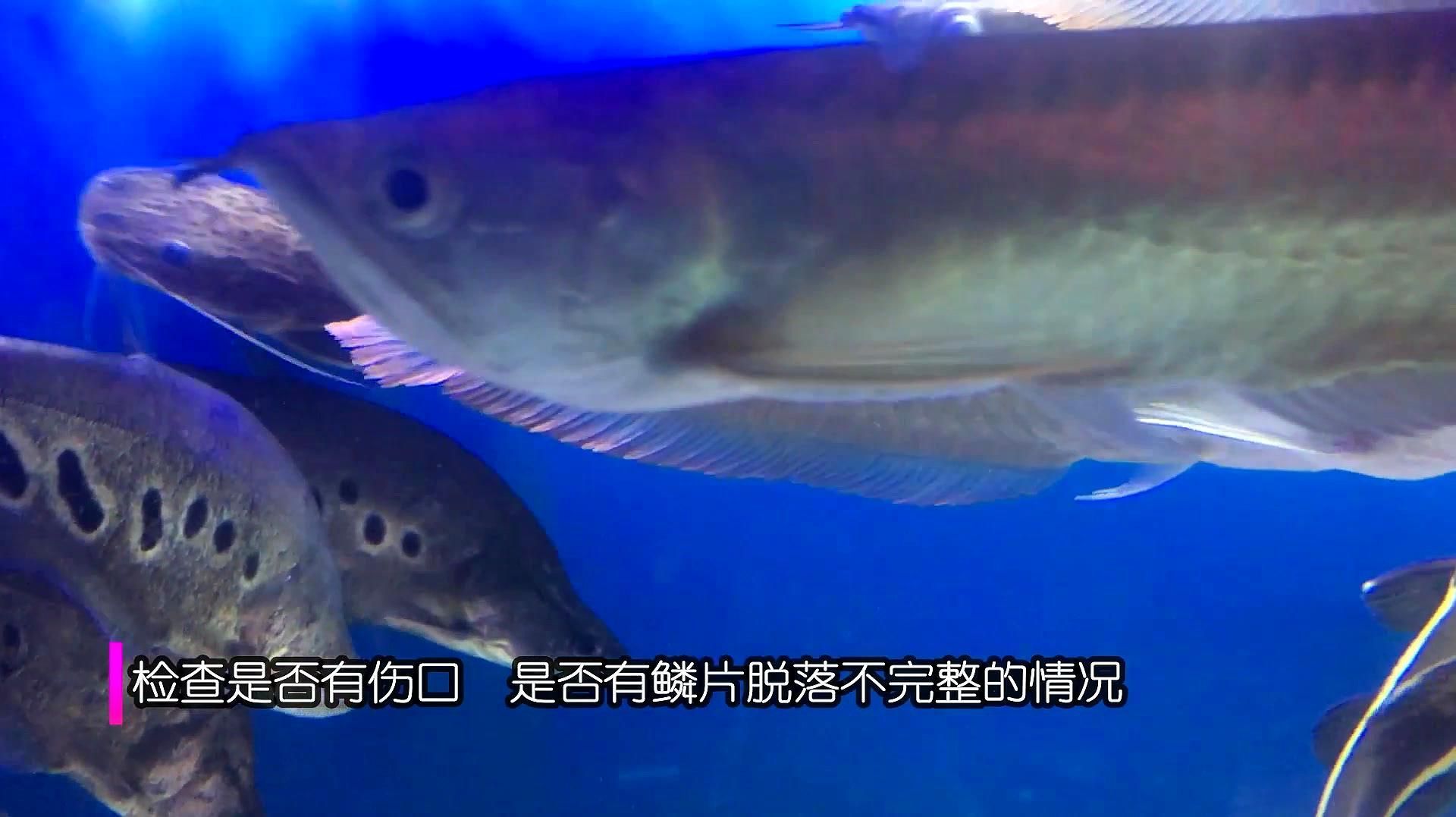 如何判斷銀龍魚的品相，如何判斷銀龍魚品相