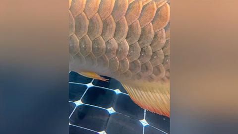 龍魚疾病圖解大全有哪些資源推薦？，龍魚疾病圖解大全