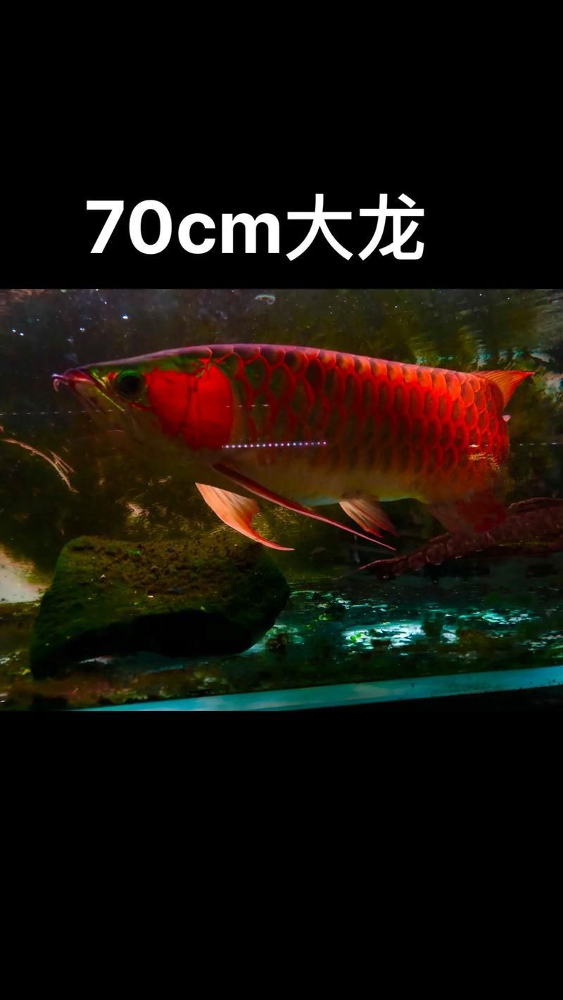 如何辨別祥龍魚場紅龍的真偽？，如何辨別祥龍魚場紅龍