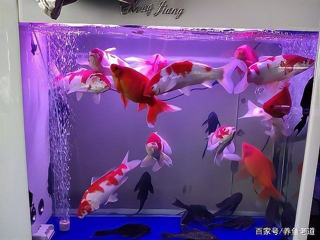 如何緩解龍魚的緊張情緒，如何緩解龍魚緊張情緒