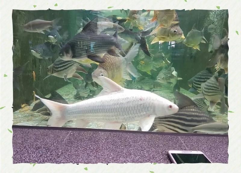 如何合法飼養七紋巨鯉魚？，arxiv論文助手arxiv論文助手（arxiv論文助手）