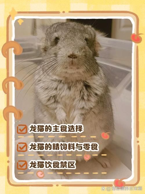 如何預(yù)防龍貓疾病