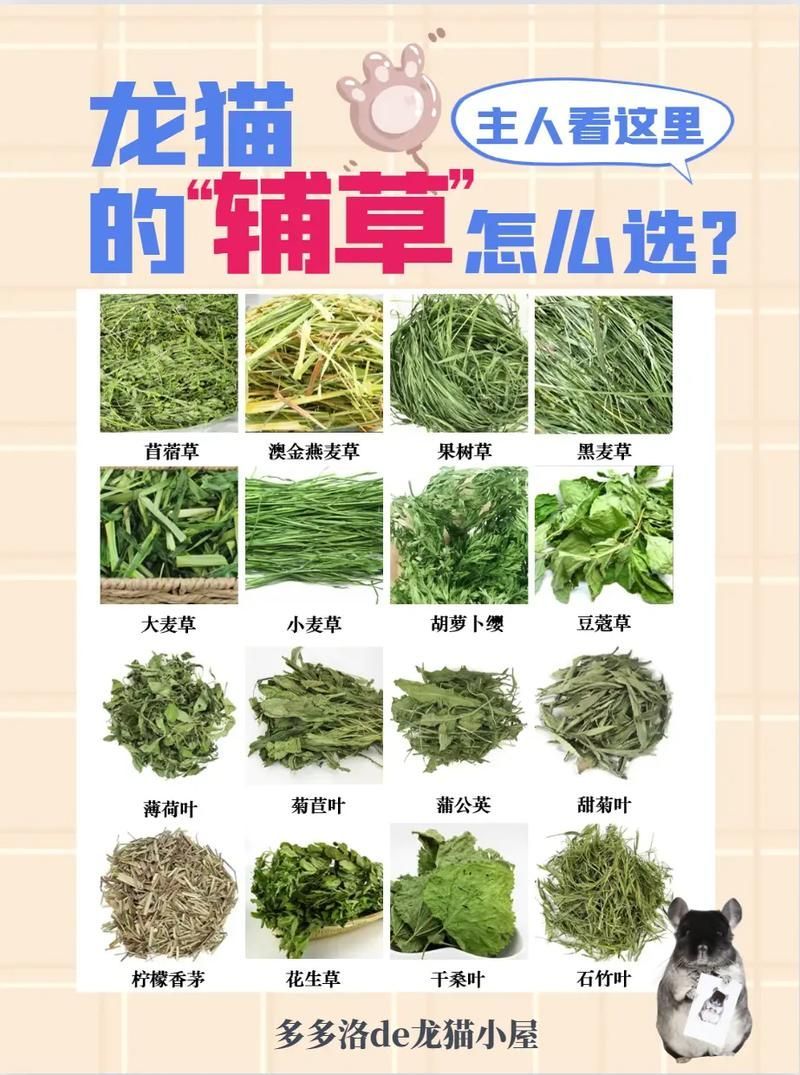 如何預(yù)防龍貓疾病