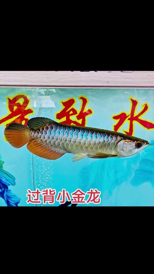 給我一些古典過背金龍魚幼魚的圖片，古典過背金龍魚幼魚