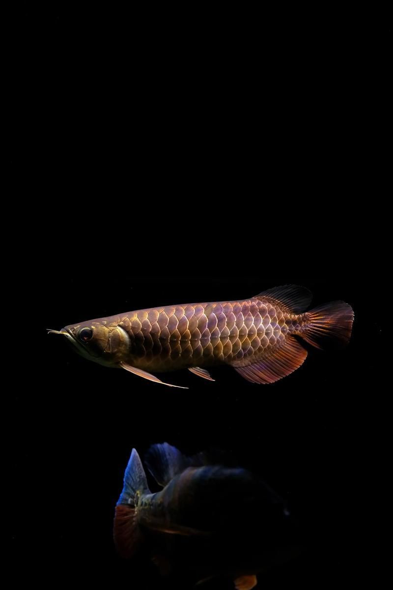 給我一些古典過背金龍魚幼魚的圖片，古典過背金龍魚幼魚