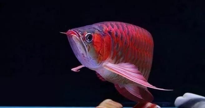 龍魚水泡病會自己好嗎