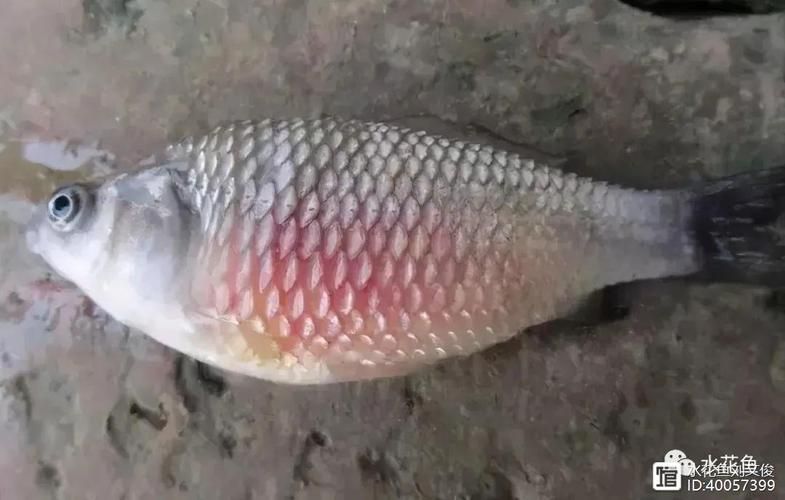 給我一些豎鱗病的防治圖片，豎鱗病的防治方法