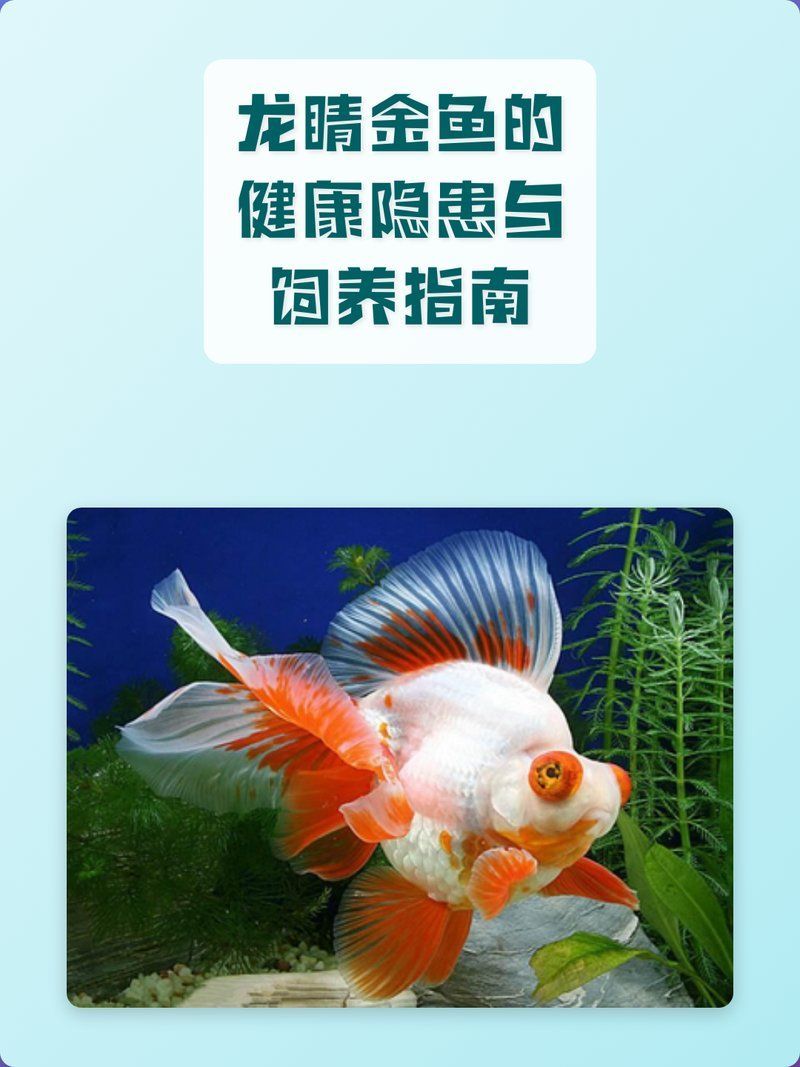 如何預防龍睛金魚感染爛尾病，如何預防龍睛金魚爛尾病