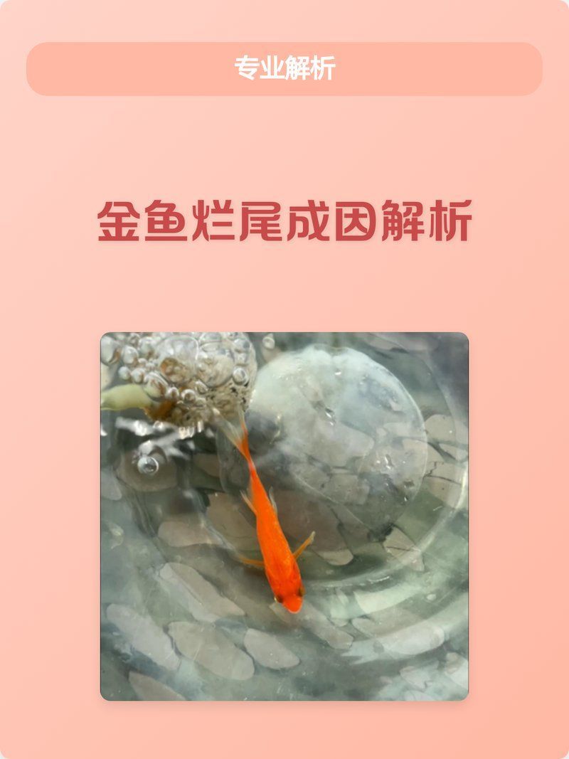 如何預防龍睛金魚感染爛尾病，如何預防龍睛金魚爛尾病