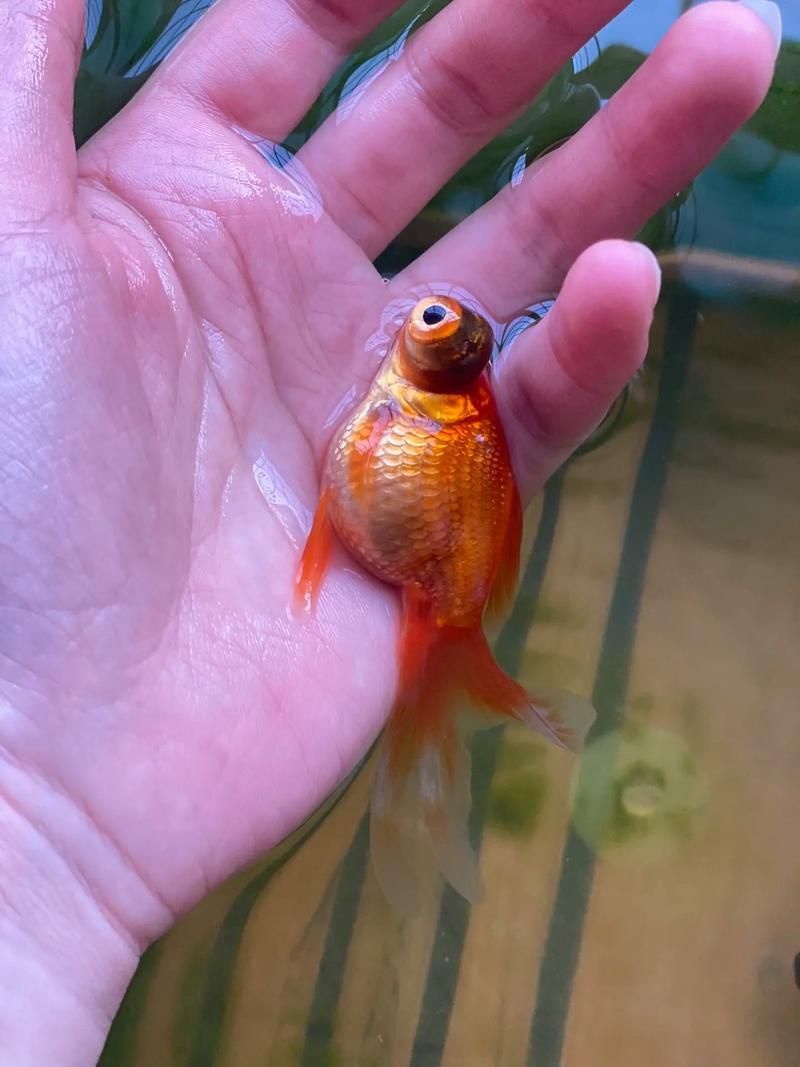 如何預防龍睛金魚感染爛尾病，如何預防龍睛金魚爛尾病