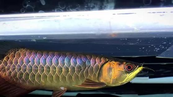 古典藍底過背金龍魚最簡單三個步驟，古典藍底過背金龍魚最簡單三個步驟思考完成