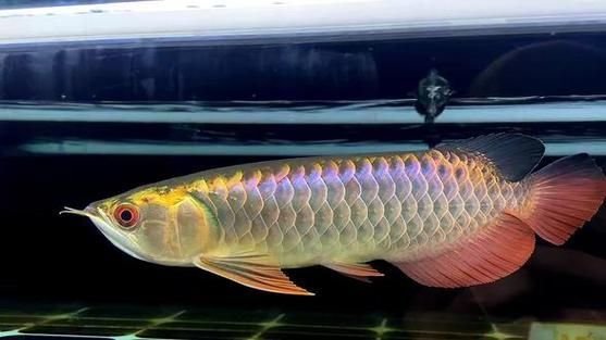 古典藍底過背金龍魚最簡單三個步驟，古典藍底過背金龍魚最簡單三個步驟思考完成