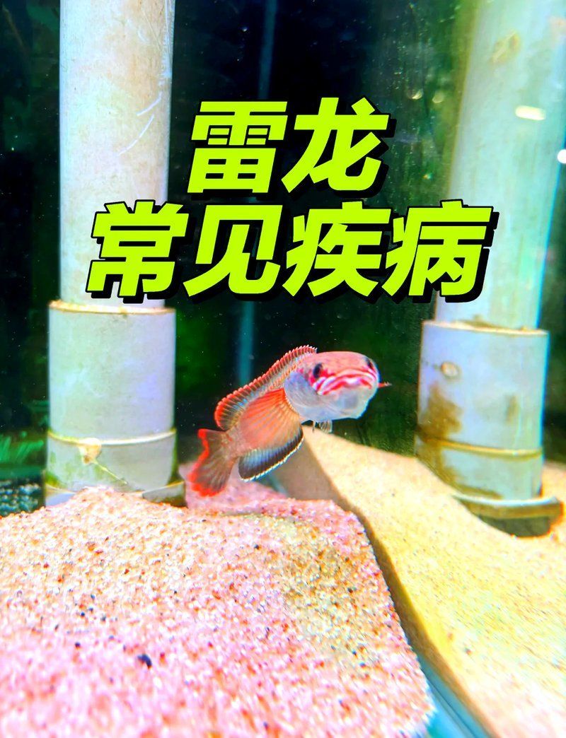 彩虹雷龍魚有哪些常見疾病，彩虹雷龍魚常見疾病及治療方法指南