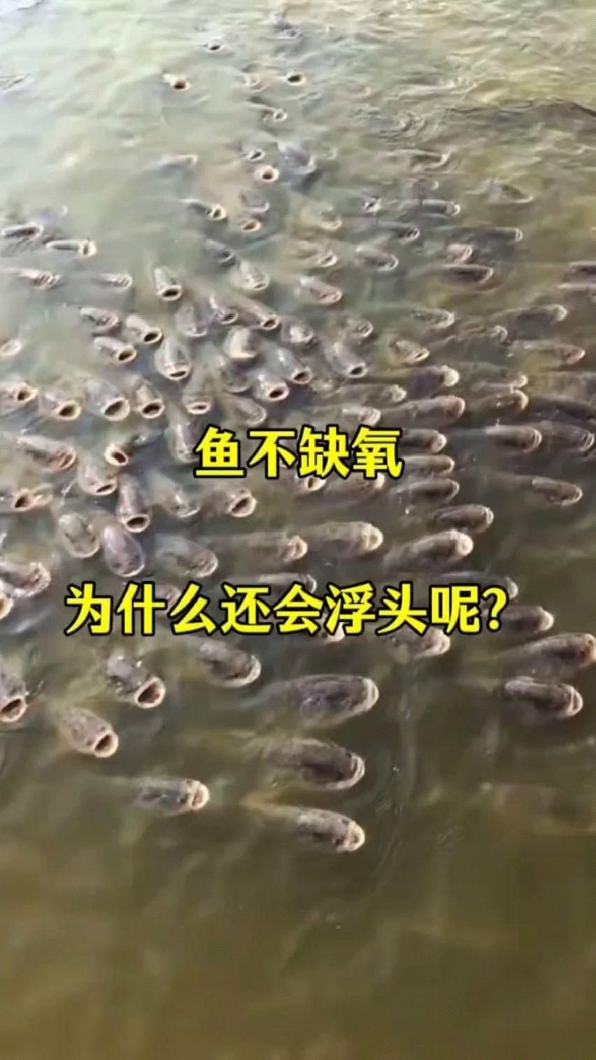 有哪些原因會導(dǎo)致魚缸不缺氧但魚浮頭，如何判斷魚缸是否缺氧