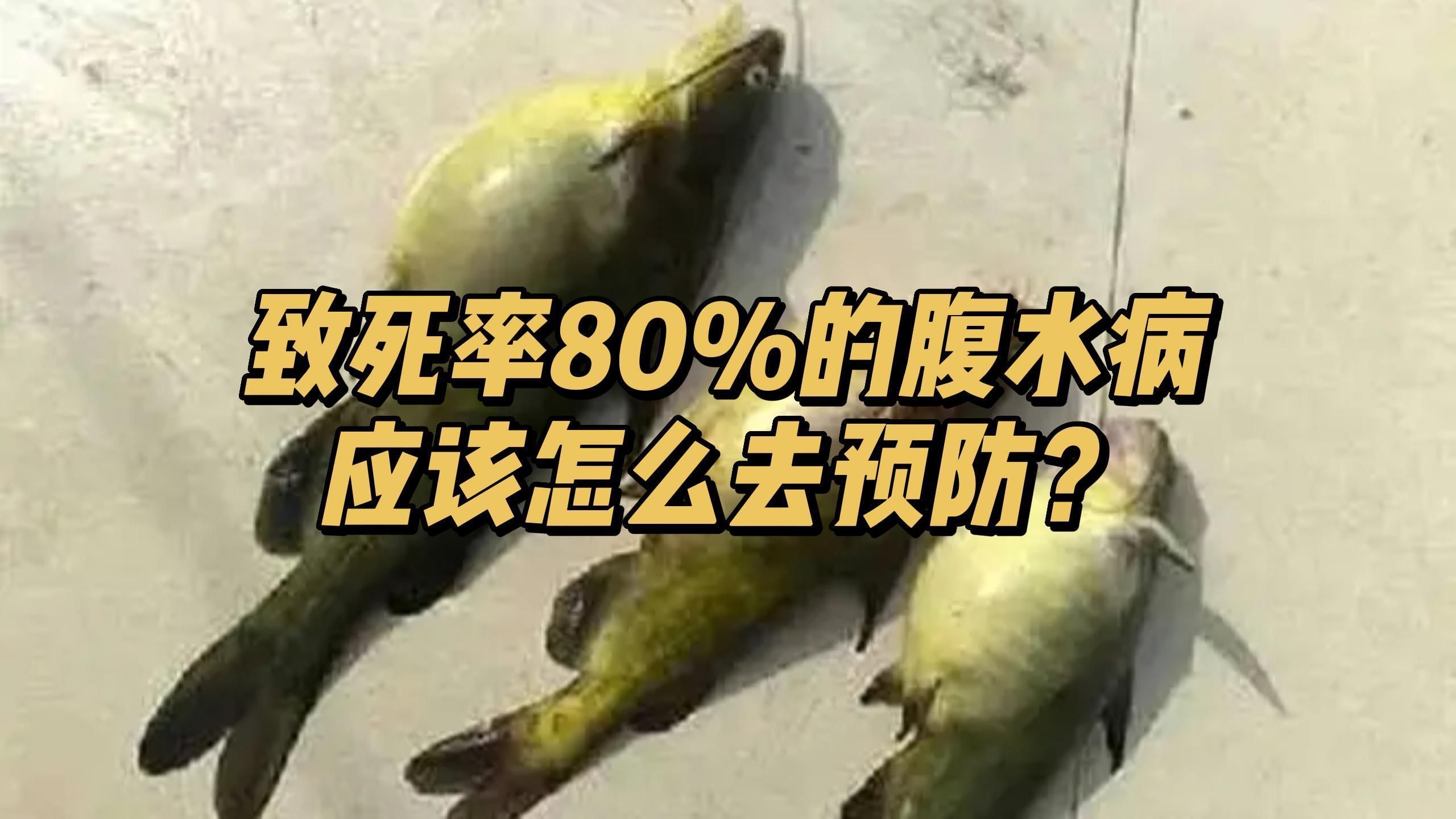 如何預防魚腹水傳染，預防魚腹水傳染的一些方法，龍魚鰓蓋腐爛治療后多久能恢復