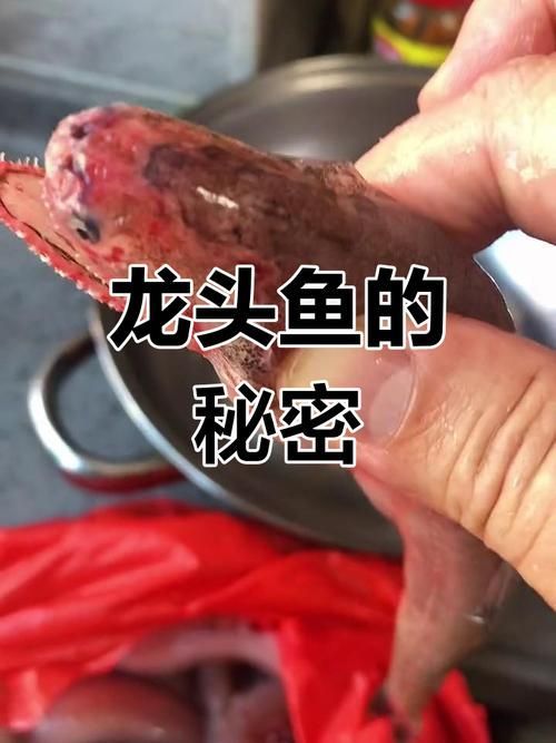 龍頭魚擺件最貴三個(gè)顏色，龍頭魚擺件最貴的三個(gè)顏色