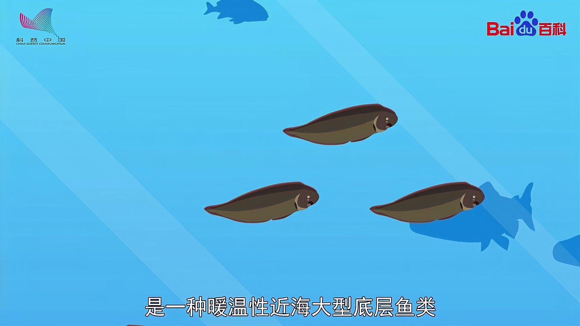 福清龍魚和龍利魚哪個(gè)更有營養(yǎng)，福清龍魚與龍利魚哪個(gè)更有營養(yǎng)