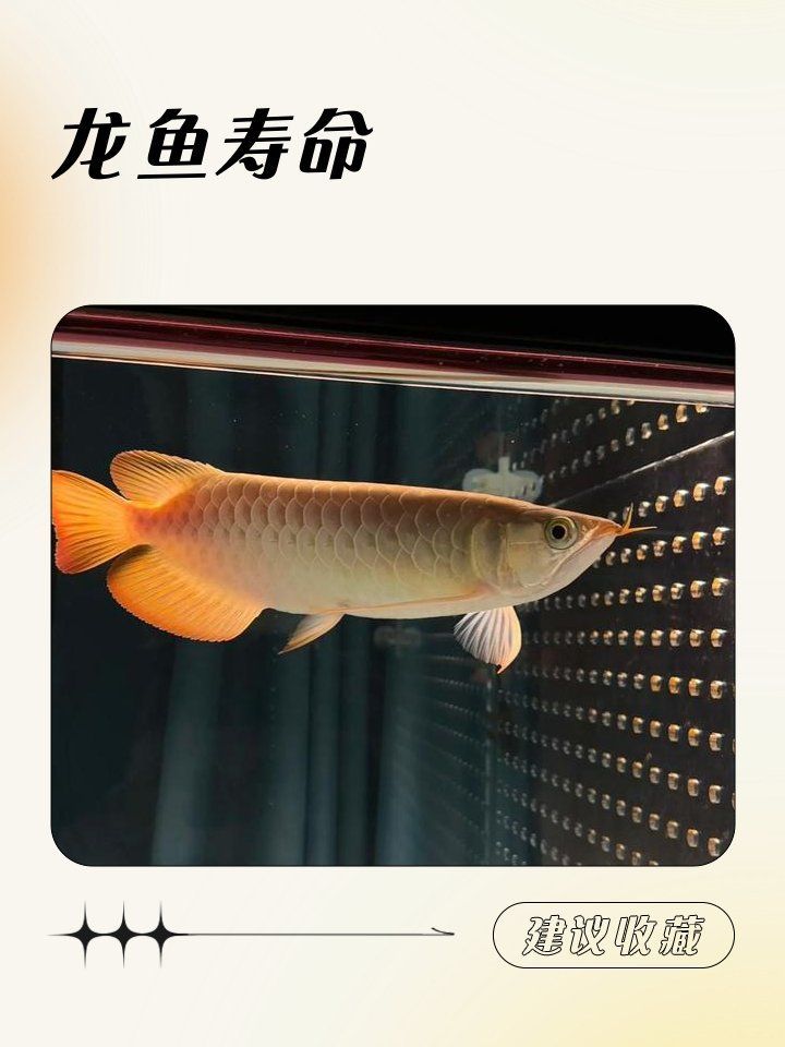 雄龍魚的壽命有多長？，雄龍魚的壽命有多長？雄龍魚的最佳繁殖年齡是多少？
