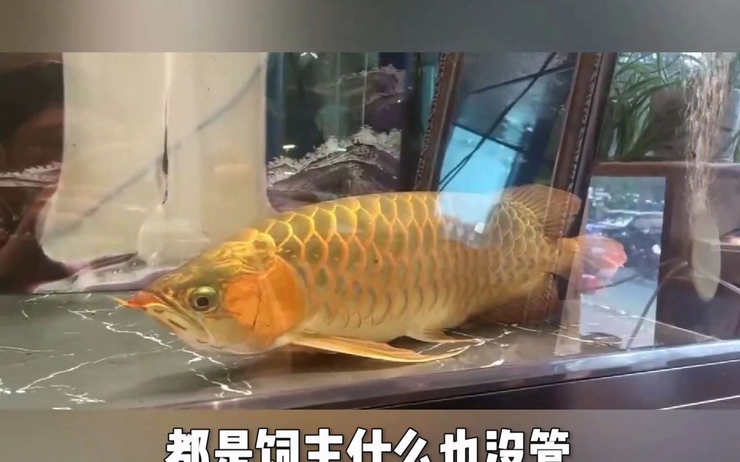 如何預防龍魚進食后趴缸，如何預防龍魚趴缸