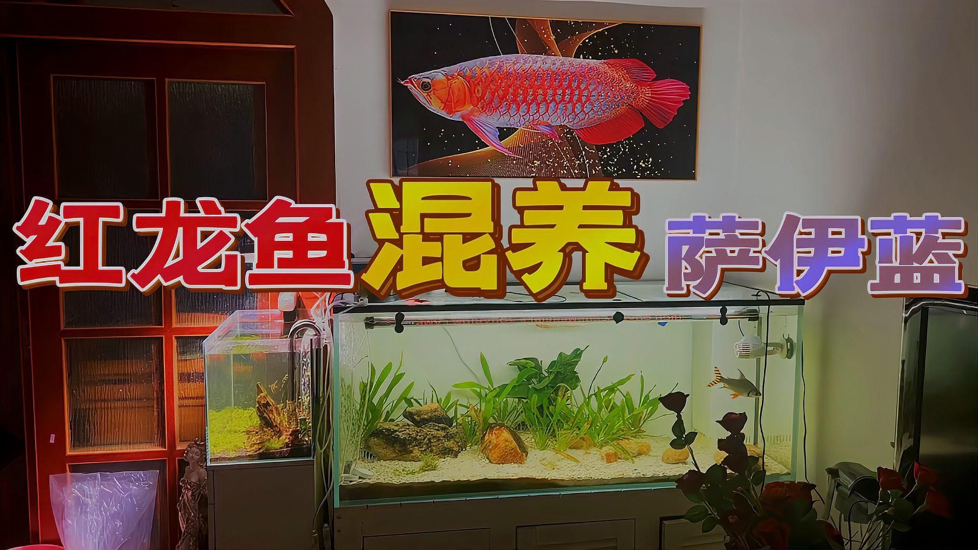 推薦一些適合與紅龍魚混養的魚種，適合與紅龍魚混養的魚種
