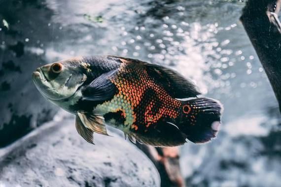 新加坡號半紅龍魚的價格是多少？，新加坡號半紅龍魚價格親民但發色潛力有限，價格親民但發色潛力有限