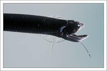 給我一張高清的深海龍魚圖片，關于深海龍魚的介紹