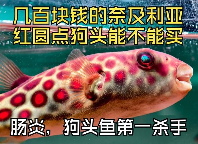 祥龍魚場(chǎng)是否銷售奈及利亞紅圓點(diǎn)狗頭？