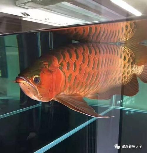 泗水龍魚的價格是多少？，泗水龍魚價格是多少泗水龍魚的最佳飼養溫度是多少