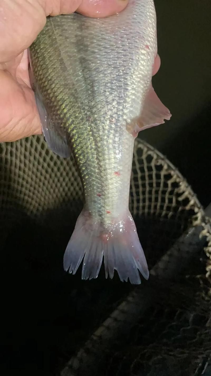 如何預防魚爛身爛尾，如何預防魚爛身爛身爛尾調材（arxiv論文助手）