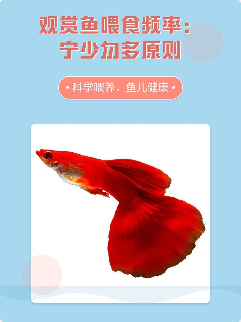 夏天給龍魚喂食有哪些注意事項，夏天給龍魚喂食有哪些注意事項，