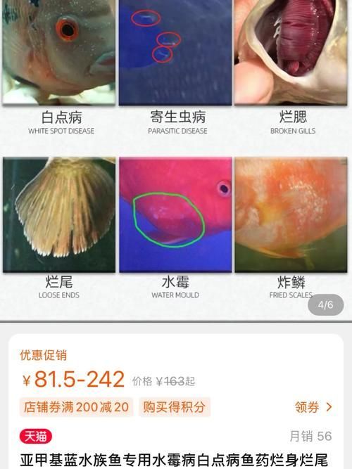 龍魚萬能藥水有哪些副作用？，“龍魚萬能藥水”副作用詳解龍魚萬能藥水副作用詳解